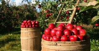 りんご果樹園